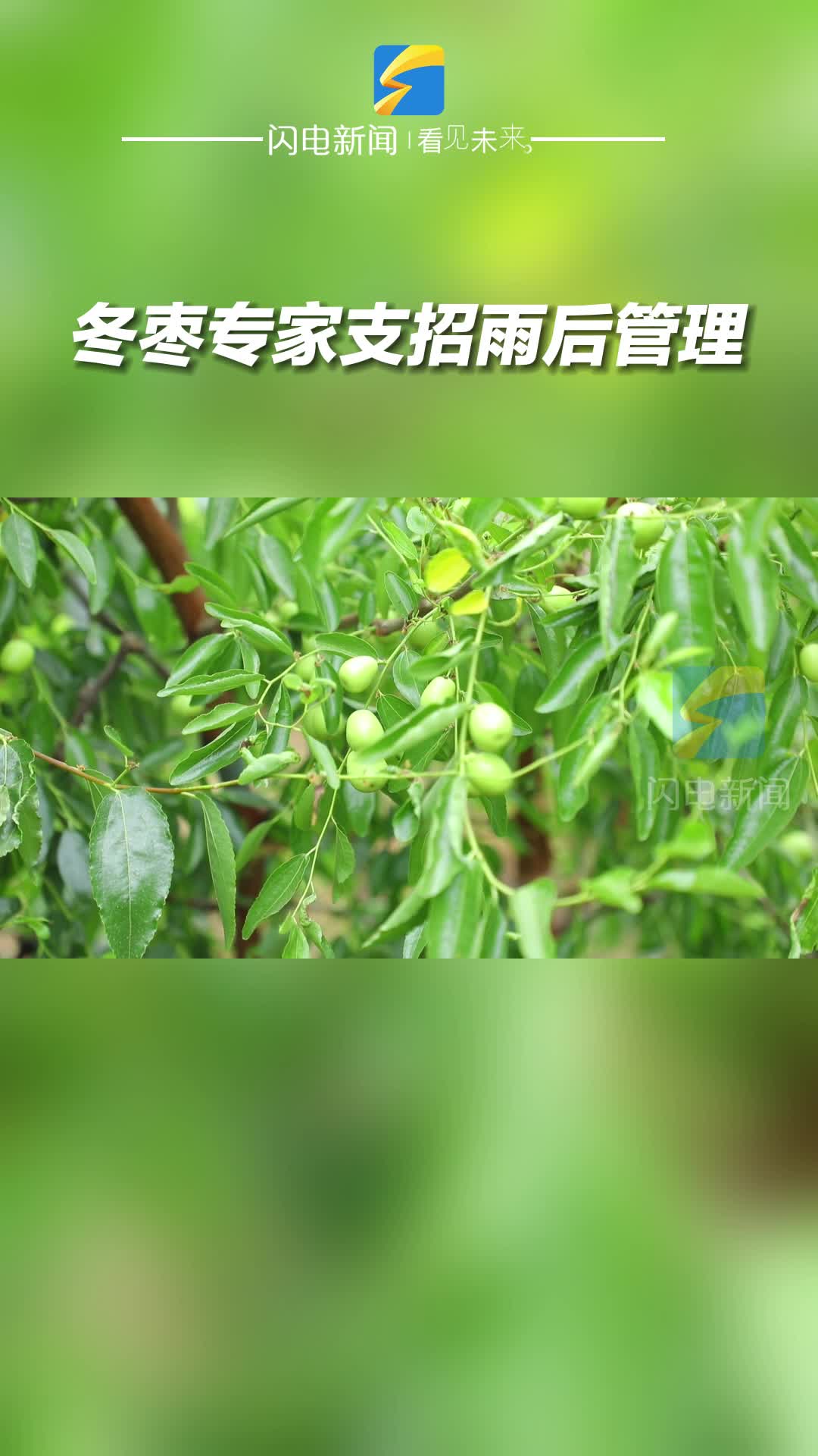 滨州沾化：冬枣专家支招雨后管理