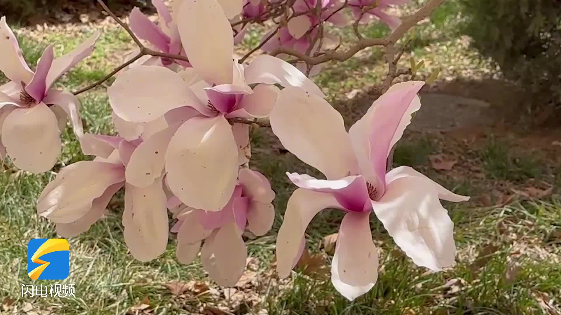 藏在花丛中的山东航空学院