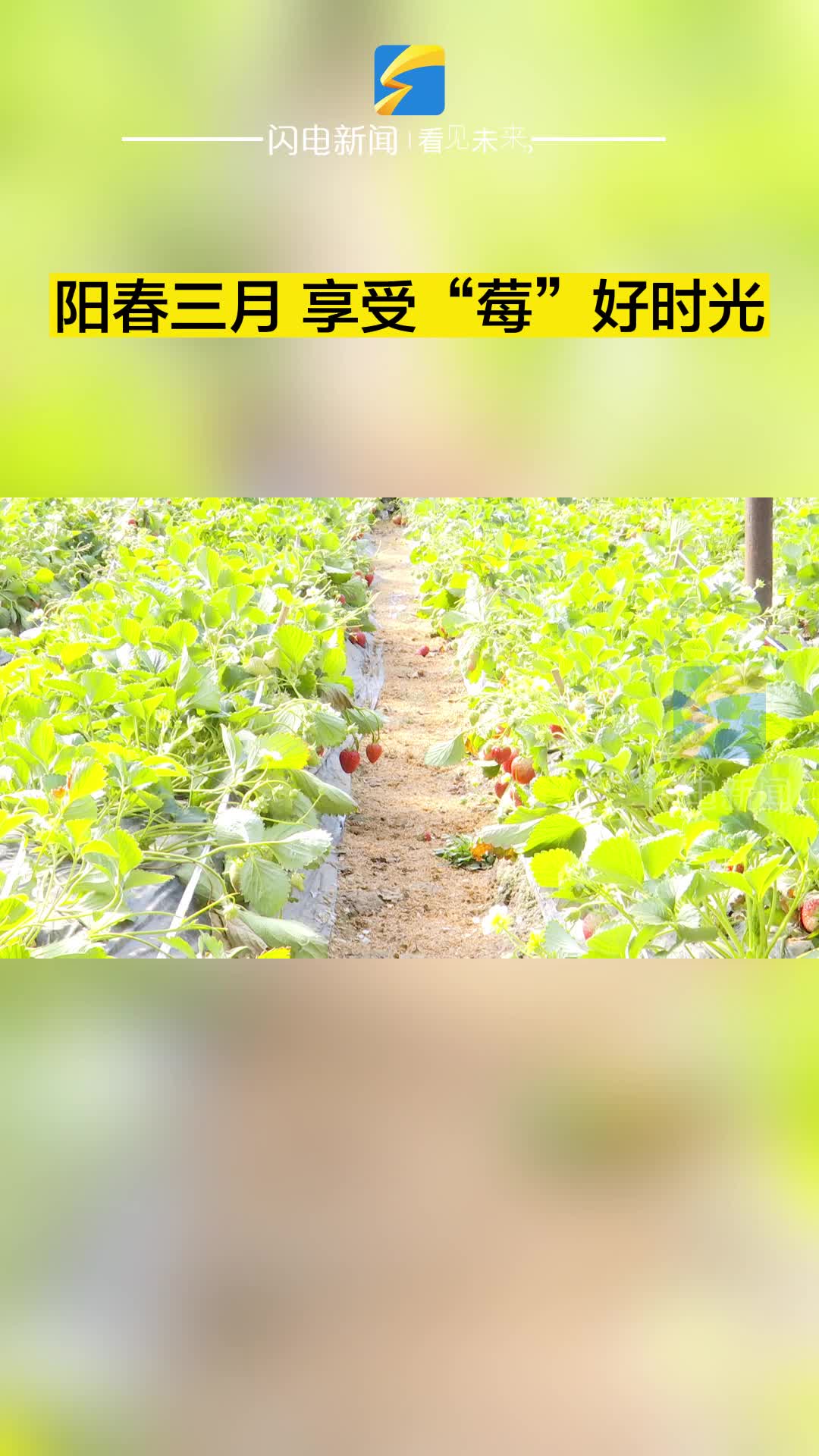 滨州无棣：阳春三月 享受“莓”好时光