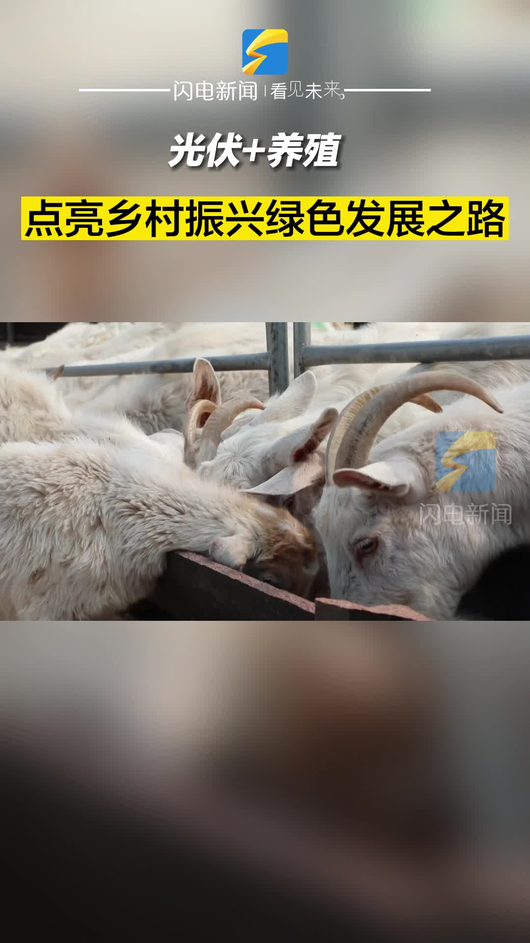 滨州沾化：光伏 养殖 点亮乡村振兴绿色发展之路