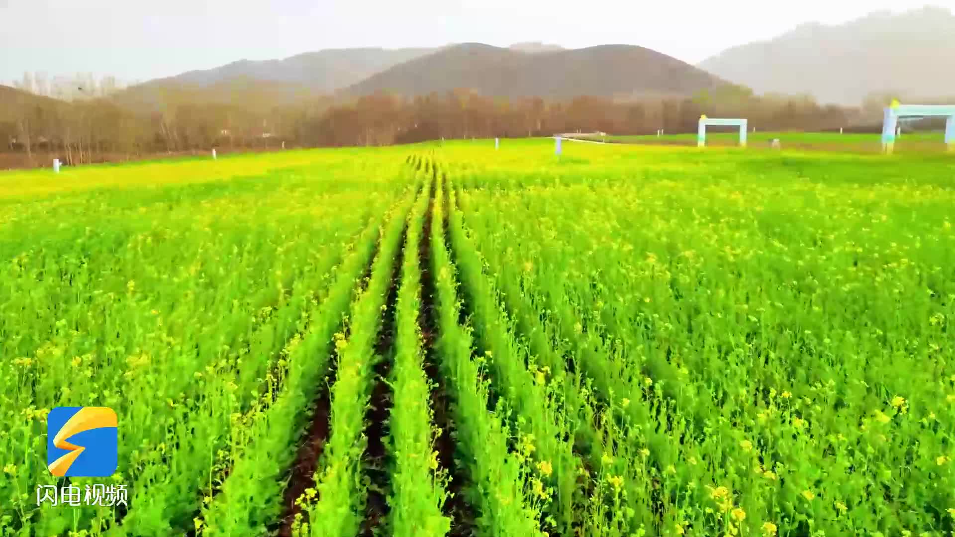 春游齐鲁｜又见人间四月天 到邹平西董赏油菜花海