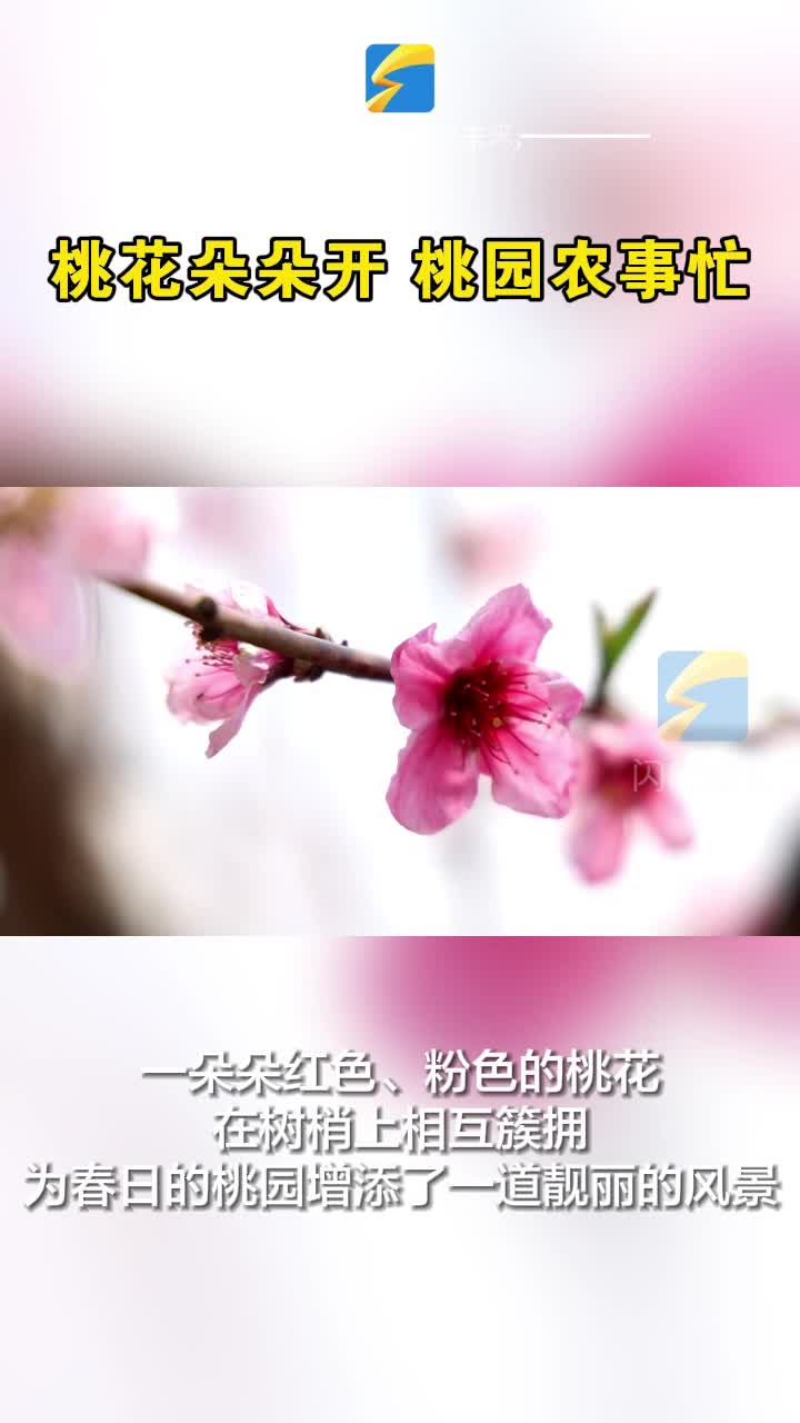 无棣：桃花朵朵开 桃园农事忙