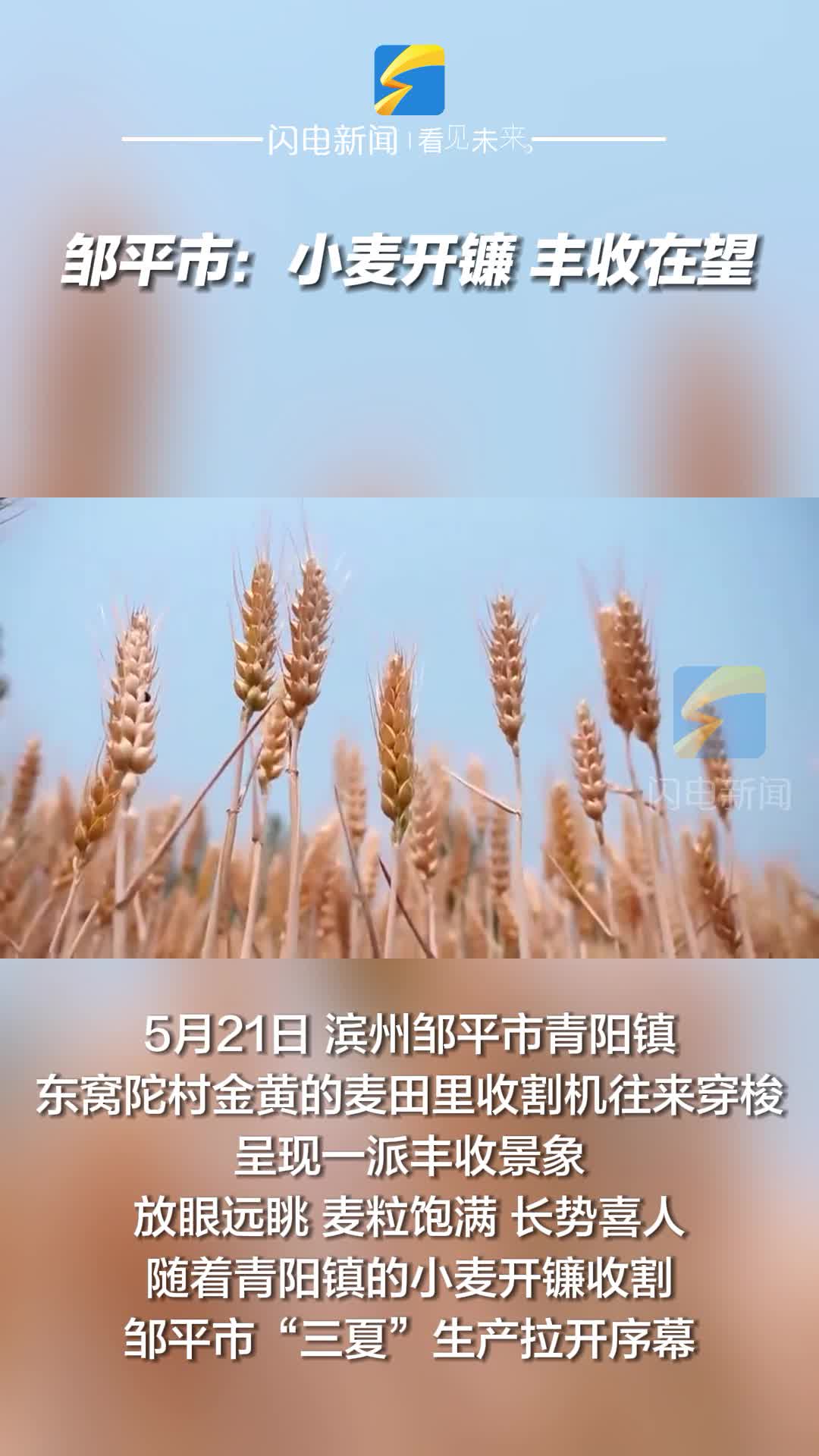 邹平市：小麦开镰 丰收在望