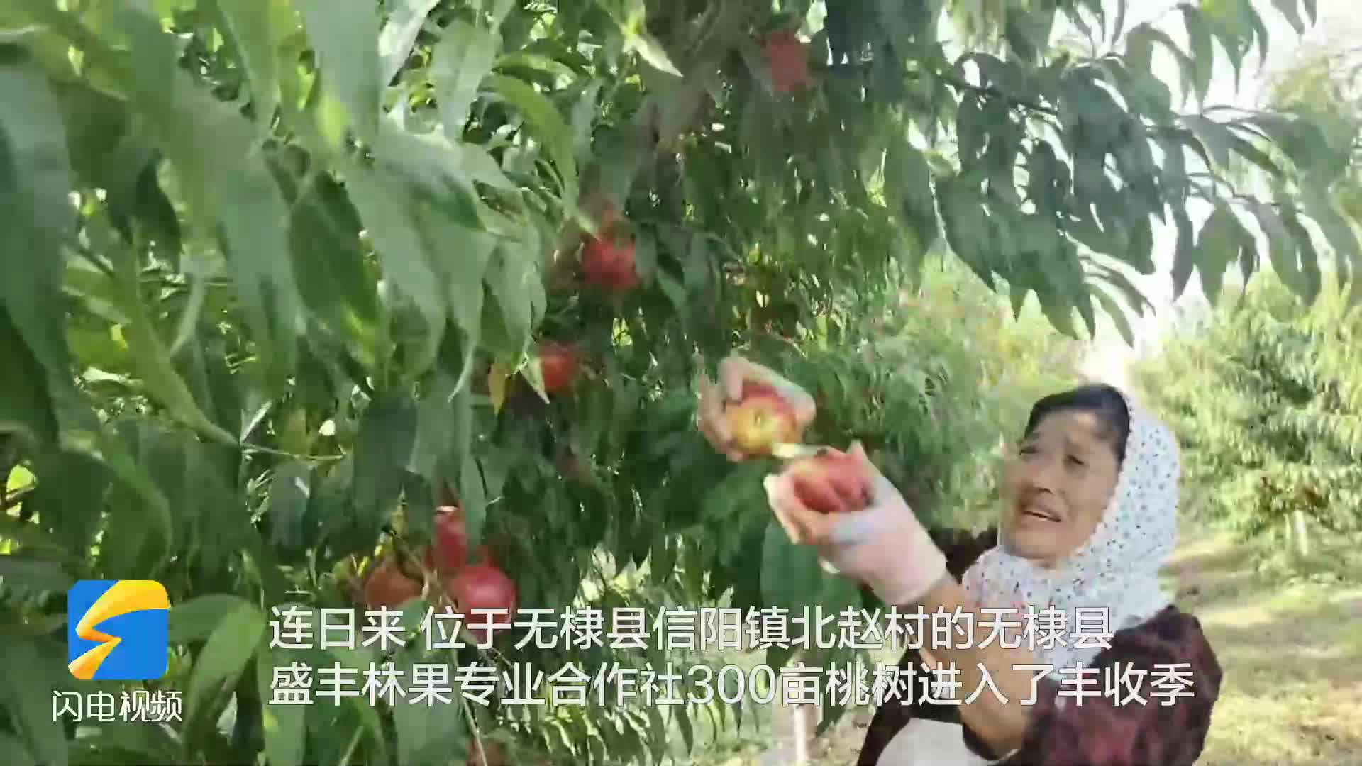 无棣：特色果业成为乡村振兴“助推器”