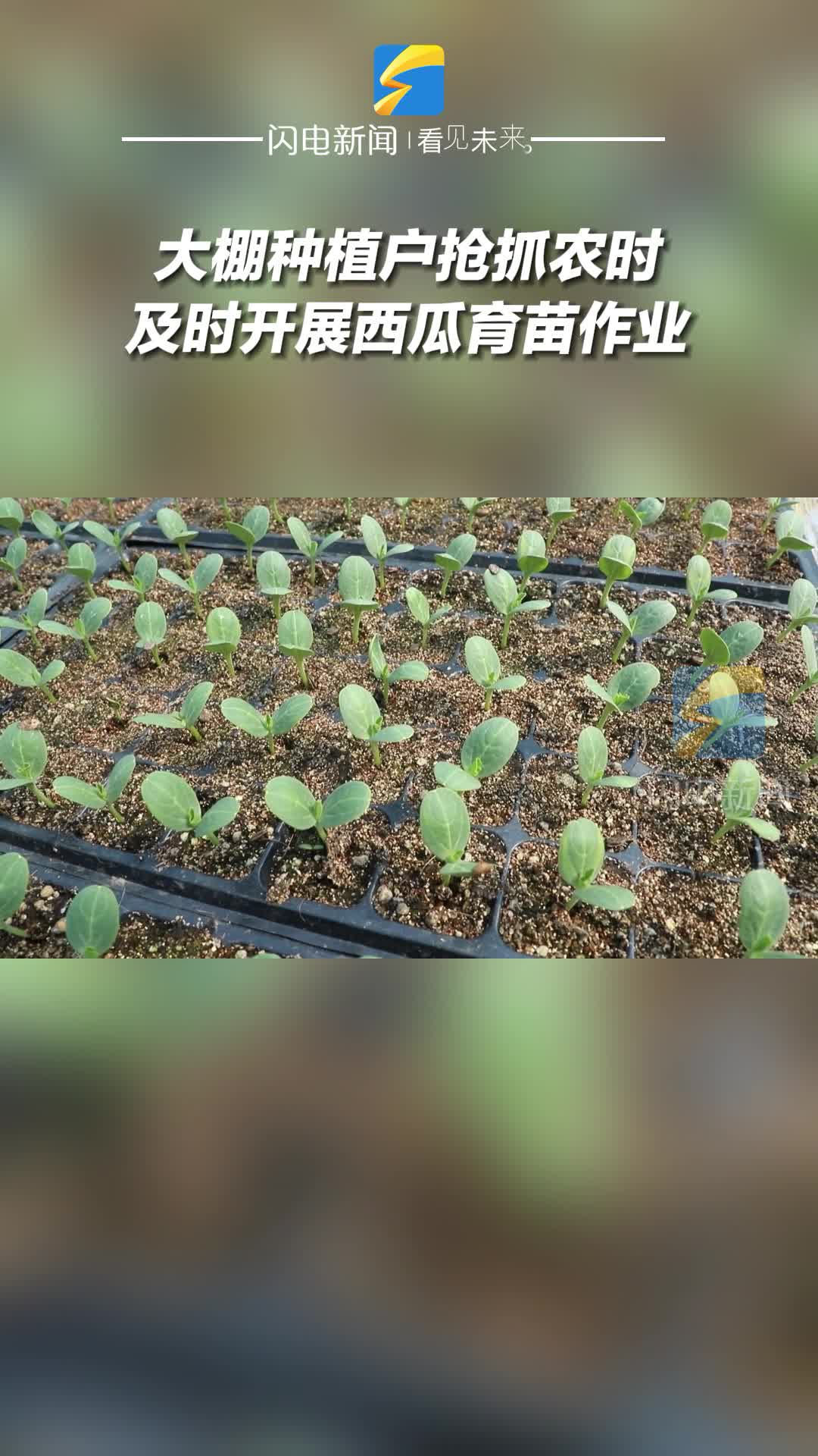 滨州沾化：大棚西瓜育苗忙