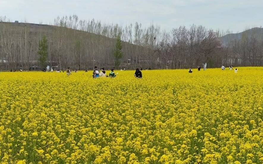 清明节假期 邹平市共接待游客33.6万人次