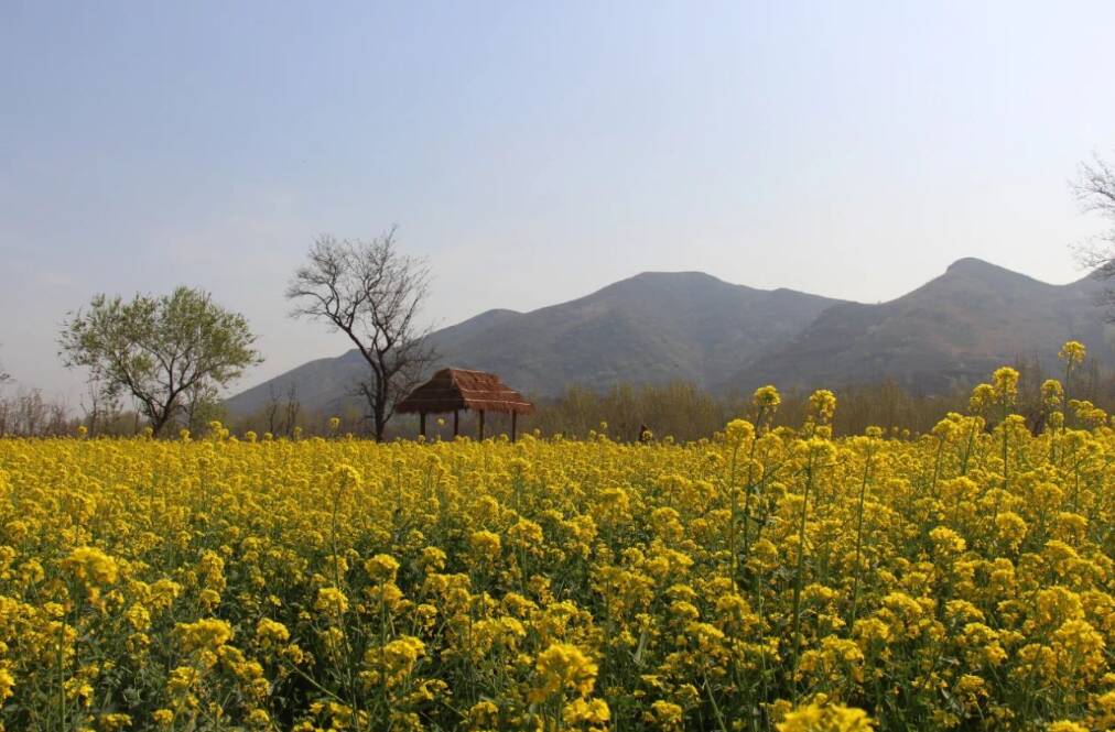 太美了！邹平市黄山街道张山村油菜花惊艳绽放