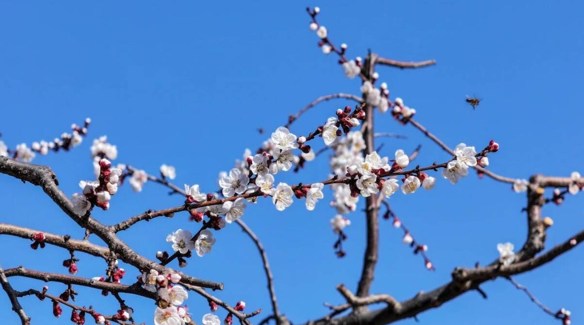 邹平：一缕春色杏花开