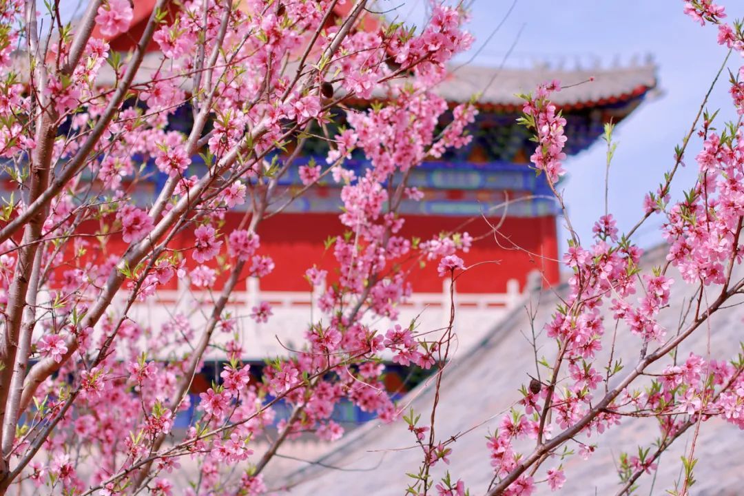 滨州邹平市青阳镇：人间四月芳菲尽 山寺桃花始盛开