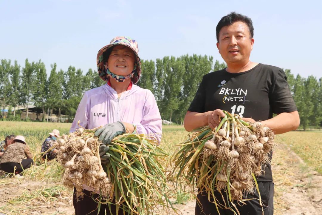 邹平市：大蒜种植助增收 拨动乡村振兴“金蒜盘”